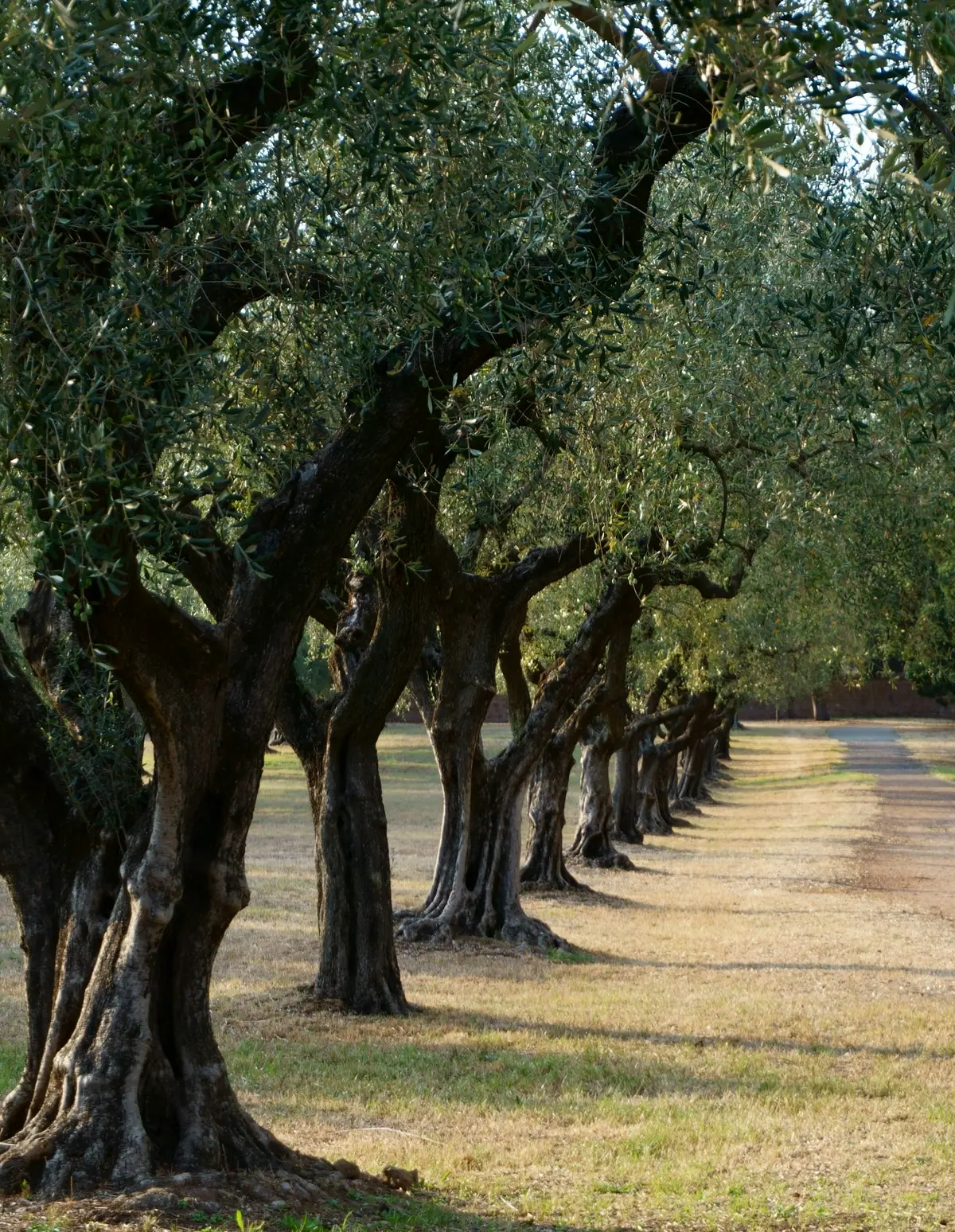 İki yanı yaşlı zeytin ağaçlarıyla çevrili toprak yol