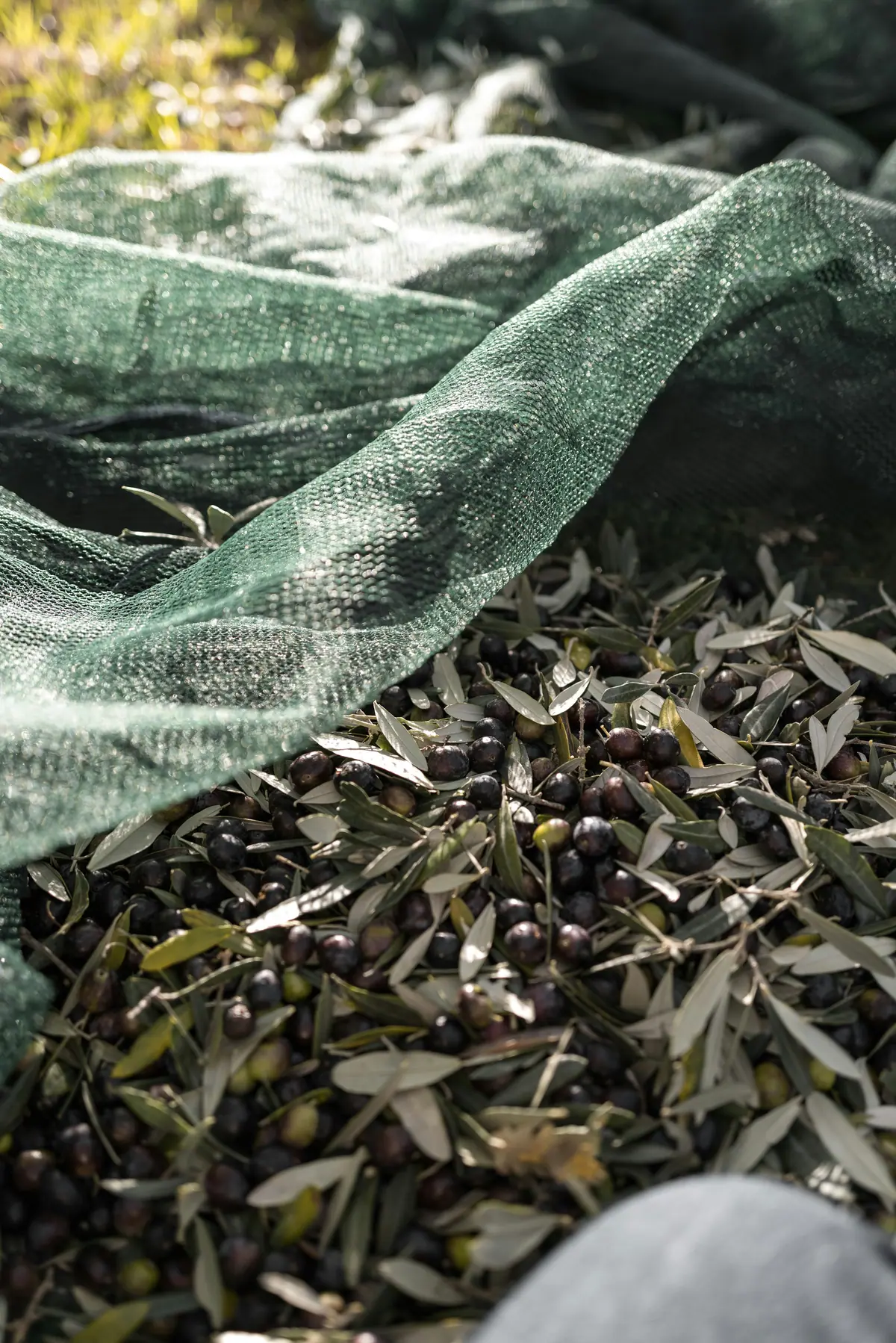 Hasat filesinin üzerinde toplanmış zeytin ve yapraklar