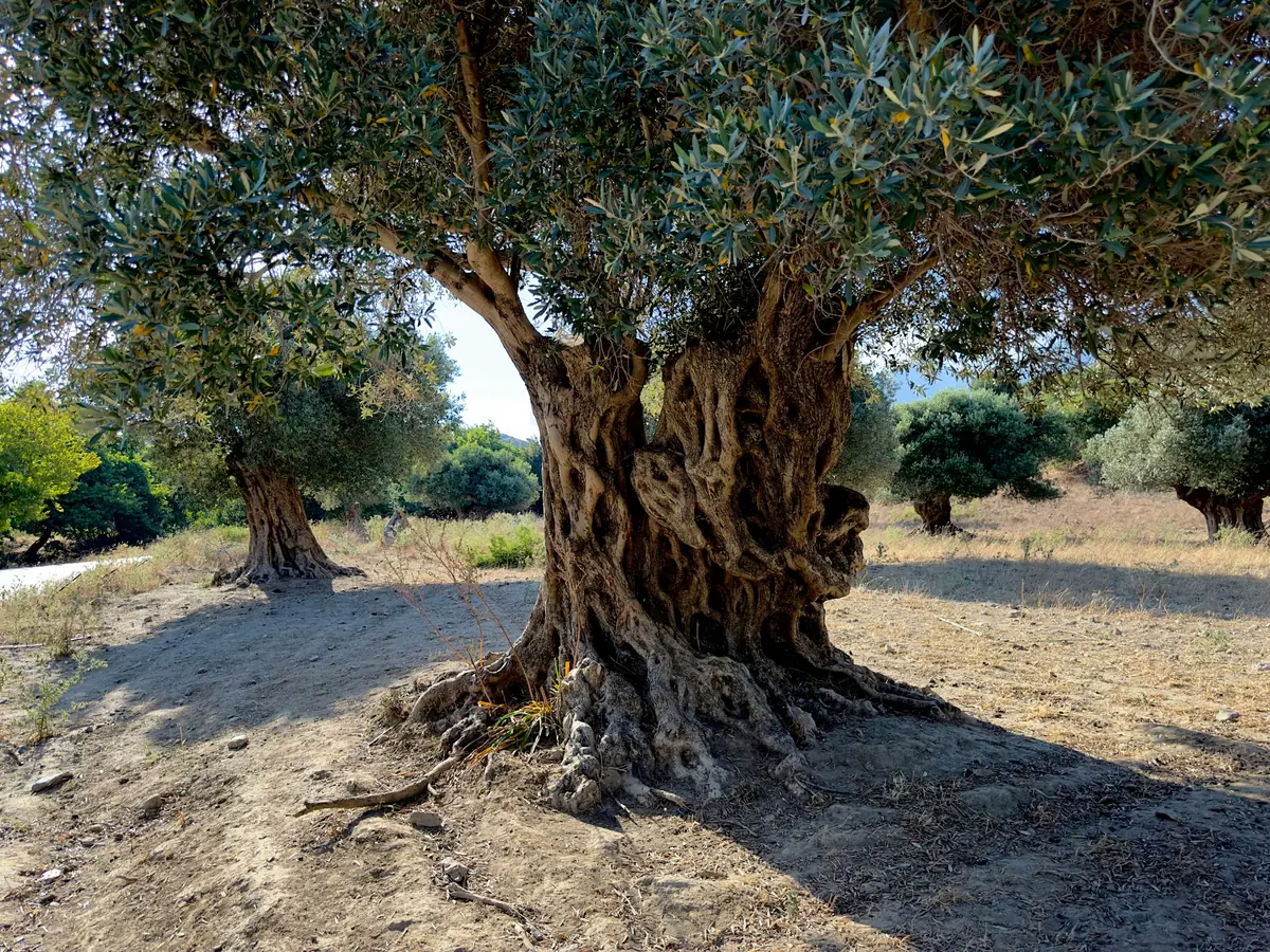 Geniş gövdeli, asırlık bir zeytin ağacı