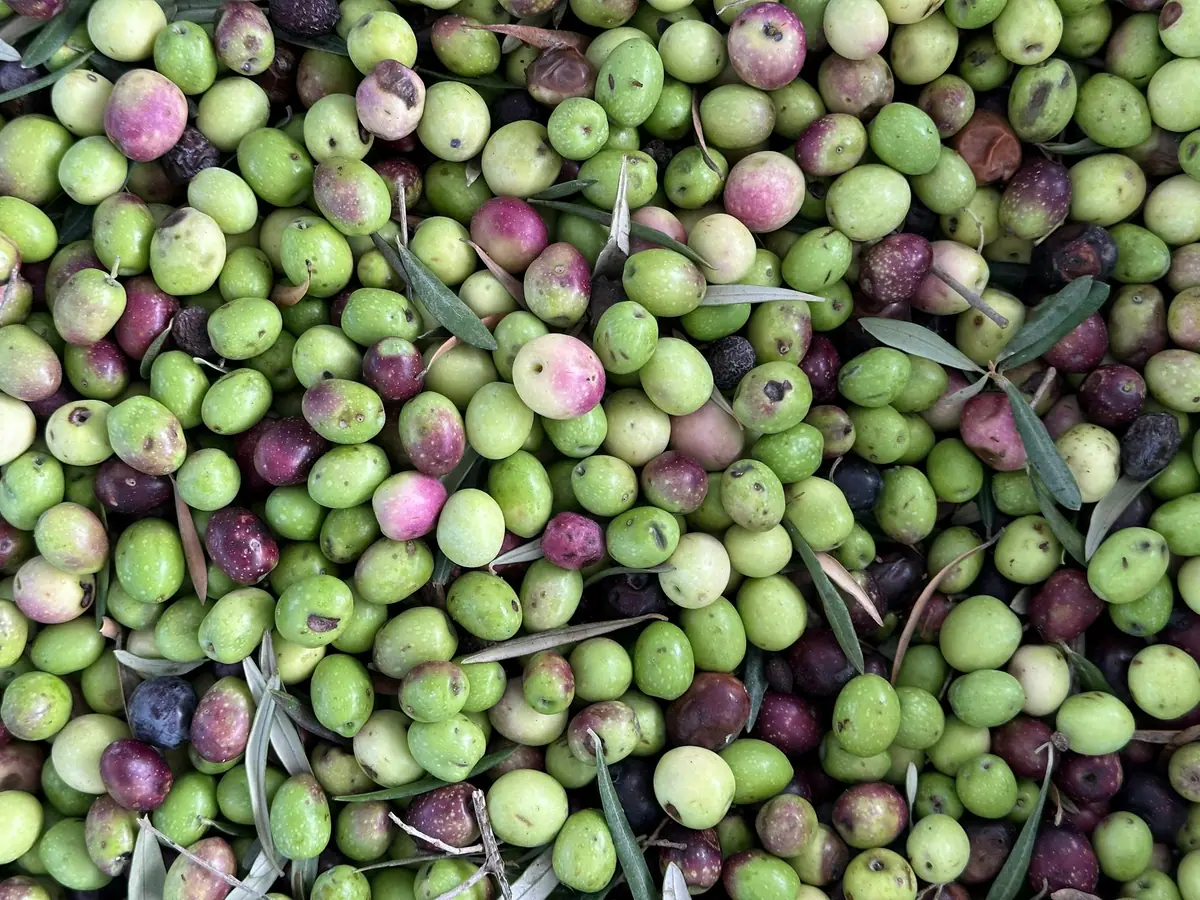Yeşil ve mor tonlarda taze zeytin taneleri